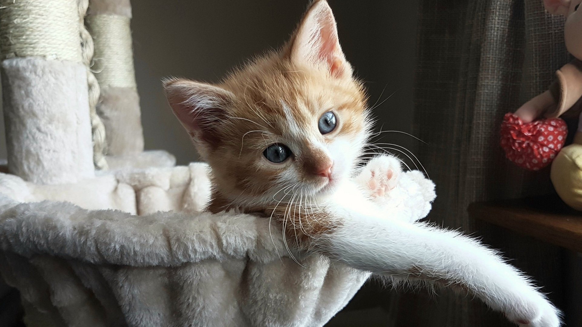 暗流下的支点，楚阿梅尼如何为年度焦点之夜注入沉静之力